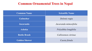 Common Ornamental Trees in Nepal
Common Name Scientific Name
Gulmohar Delonix regia
Jacaranda Jacaranda mimosifolia
Ashoka Polyalthia longifolia
Bottle Brush Callistemon citrinus
Golden Shower Cassia fistula
 