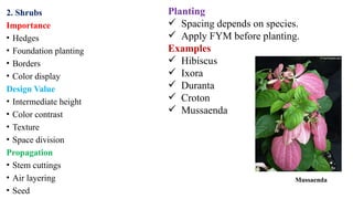 2. Shrubs
Importance
• Hedges
• Foundation planting
• Borders
• Color display
Design Value
• Intermediate height
• Color contrast
• Texture
• Space division
Propagation
• Stem cuttings
• Air layering
• Seed
Planting
 Spacing depends on species.
 Apply FYM before planting.
Examples
 Hibiscus
 Ixora
 Duranta
 Croton
 Mussaenda
Mussaenda
 