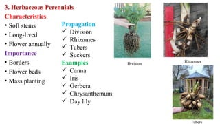 3. Herbaceous Perennials
Characteristics
• Soft stems
• Long-lived
• Flower annually
Importance
• Borders
• Flower beds
• Mass planting
Propagation
 Division
 Rhizomes
 Tubers
 Suckers
Examples
 Canna
 Iris
 Gerbera
 Chrysanthemum
 Day lily
Tubers
Rhizomes
Division
 