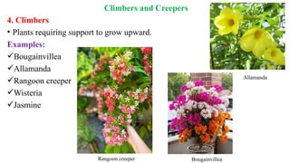 Climbers and Creepers
4. Climbers
• Plants requiring support to grow upward.
Examples:
Bougainvillea
Allamanda
Rangoon creeper
Wisteria
Jasmine
Allamanda
Rangoon creeper Bougainvillea
 