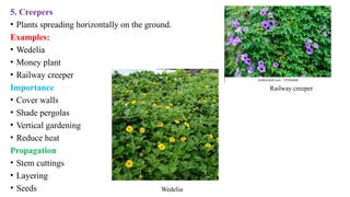 5. Creepers
• Plants spreading horizontally on the ground.
Examples:
• Wedelia
• Money plant
• Railway creeper
Importance
• Cover walls
• Shade pergolas
• Vertical gardening
• Reduce heat
Propagation
• Stem cuttings
• Layering
• Seeds
Railway creeper
Wedelia
 