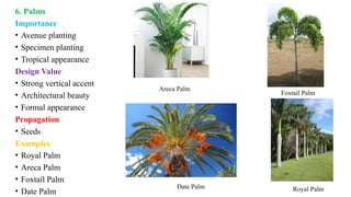 6. Palms
Importance
• Avenue planting
• Specimen planting
• Tropical appearance
Design Value
• Strong vertical accent
• Architectural beauty
• Formal appearance
Propagation
• Seeds
Examples
• Royal Palm
• Areca Palm
• Foxtail Palm
• Date Palm Royal Palm
Date Palm
Foxtail Palm
Areca Palm
 