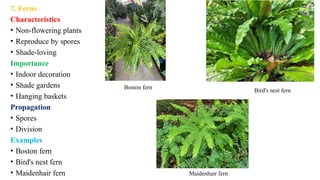 7. Ferns
Characteristics
• Non-flowering plants
• Reproduce by spores
• Shade-loving
Importance
• Indoor decoration
• Shade gardens
• Hanging baskets
Propagation
• Spores
• Division
Examples
• Boston fern
• Bird's nest fern
• Maidenhair fern
Boston fern
Bird's nest fern
Maidenhair fern
 