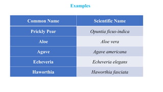 Examples
Common Name Scientific Name
Prickly Pear Opuntia ficus-indica
Aloe Aloe vera
Agave Agave americana
Echeveria Echeveria elegans
Haworthia Haworthia fasciata
 