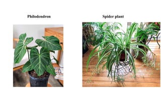 Philodendron Spider plant
 