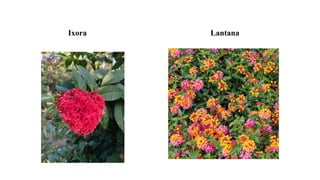 Ixora Lantana
 