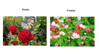 Pentas Cosmos
 