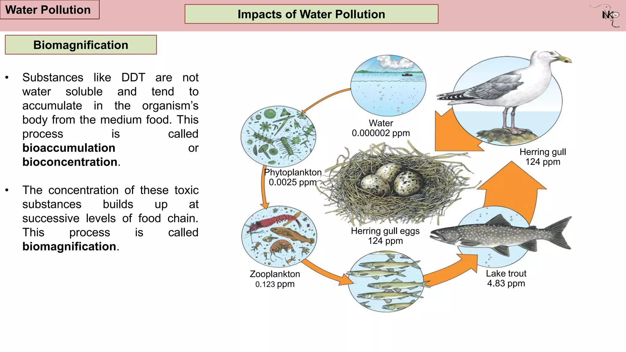 Impacts of Water Pollution
Water Pollution
Biomagnification
• Substances like DDT are not
water soluble and tend to
accumulate in the organism‟s
body from the medium food. This
process is called
bioaccumulation or
bioconcentration.
• The concentration of these toxic
substances builds up at
successive levels of food chain.
This process is called
biomagnification.
Rainbow smelt
1.04 ppm
Zooplankton
0.123 ppm
Phytoplankton
0.0025 ppm
Water
0.000002 ppm
Herring gull
124 ppm
Lake trout
4.83 ppm
Herring gull eggs
124 ppm
 
