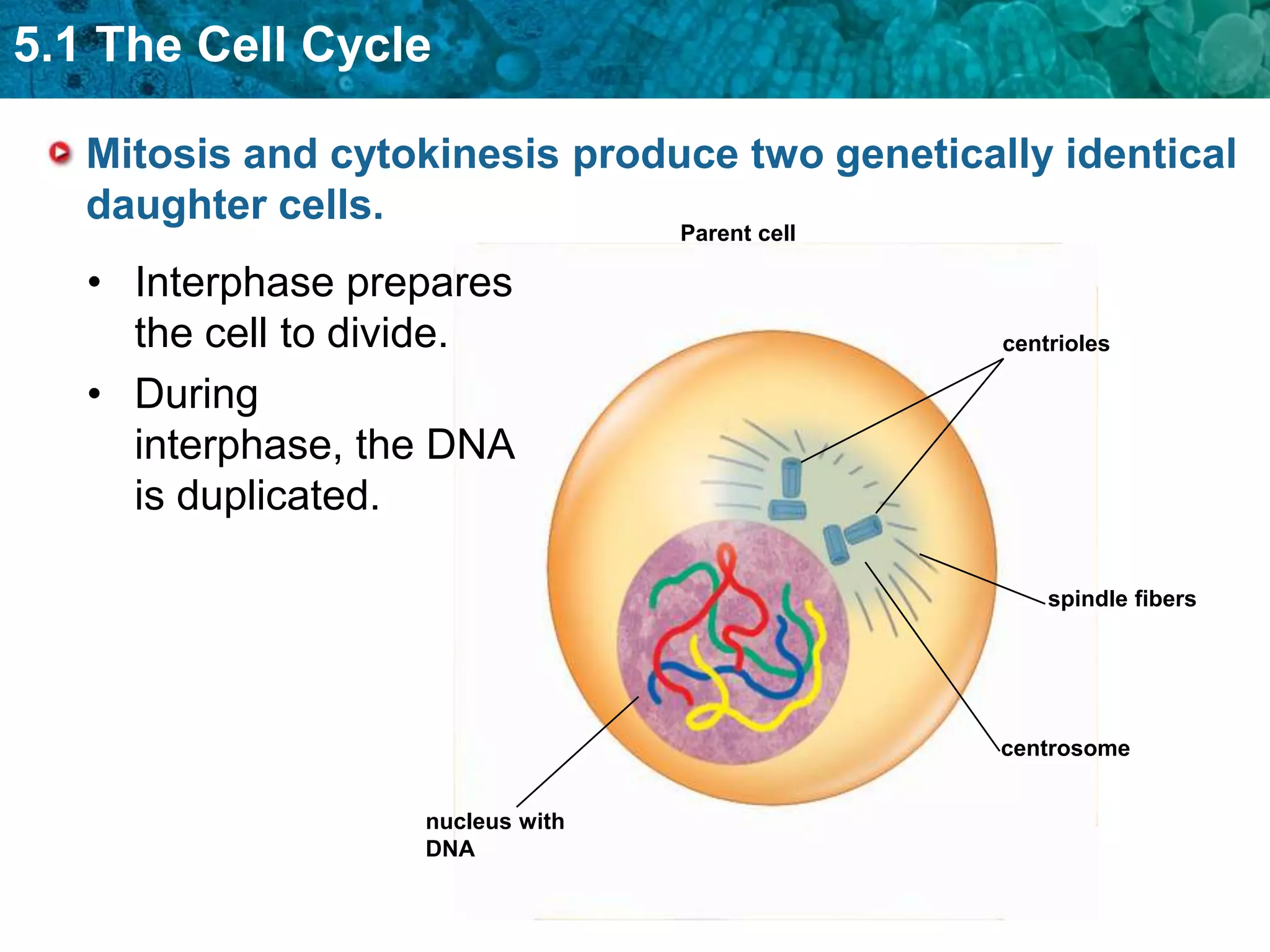 5.1 The Cell Cycle

   Mitosis and cytokinesis produce two genetically identical
   daughter cells.
                                  Parent cell

   • Interphase prepares
     the cell to divide.                        centrioles

   • During
     interphase, the DNA
     is duplicated.

                                                    spindle fibers




                                                centrosome


                   nucleus with
                   DNA
 