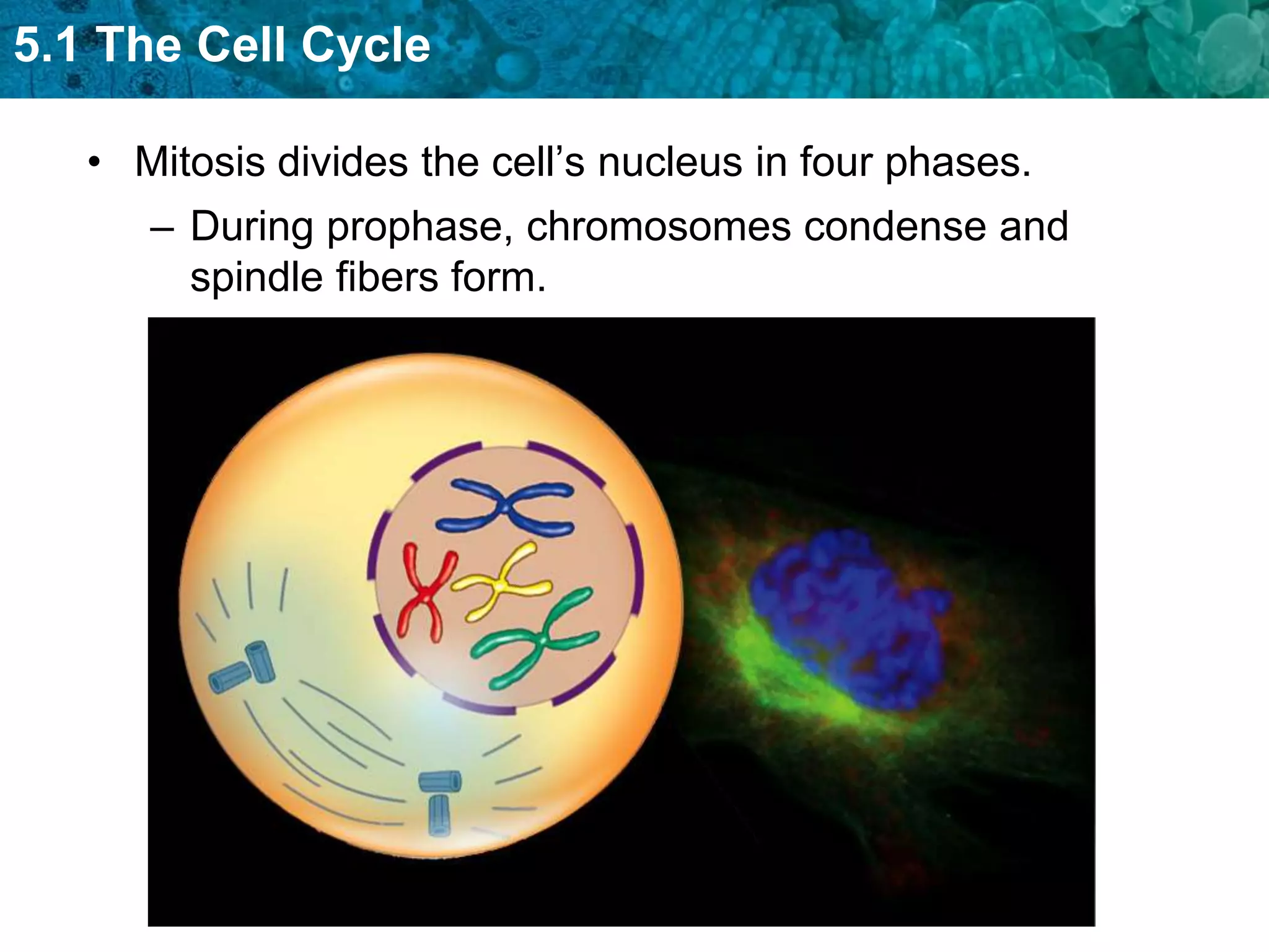 5.1 The Cell Cycle

   • Mitosis divides the cell’s nucleus in four phases.
      – During prophase, chromosomes condense and
        spindle fibers form.
 