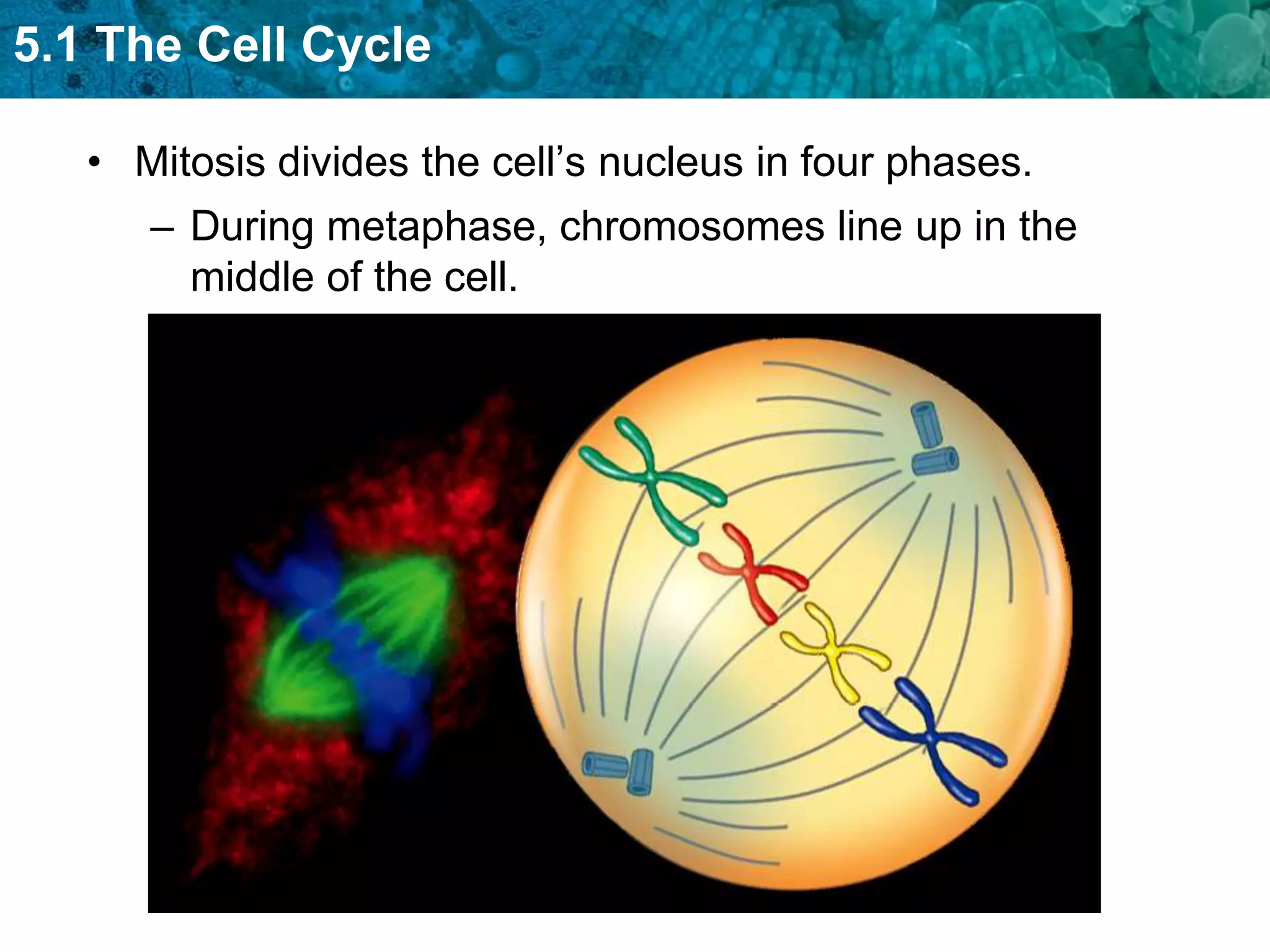 5.1 The Cell Cycle

   • Mitosis divides the cell’s nucleus in four phases.
      – During metaphase, chromosomes line up in the
        middle of the cell.
 
