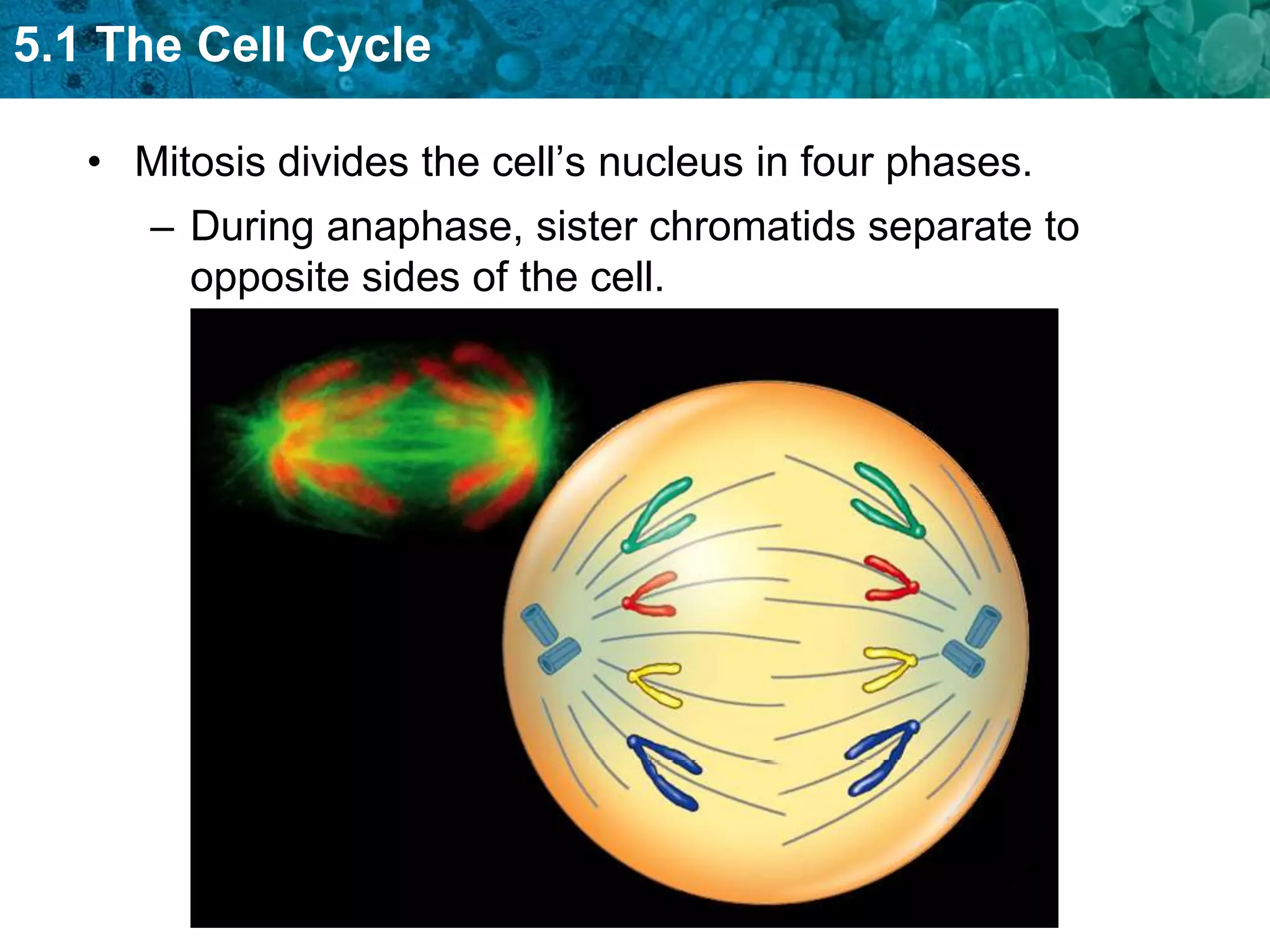 5.1 The Cell Cycle

   • Mitosis divides the cell’s nucleus in four phases.
      – During anaphase, sister chromatids separate to
        opposite sides of the cell.
 