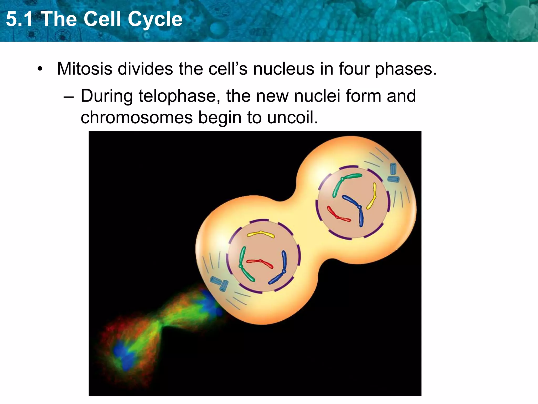 5.1 The Cell Cycle

   • Mitosis divides the cell’s nucleus in four phases.
      – During telophase, the new nuclei form and
        chromosomes begin to uncoil.
 