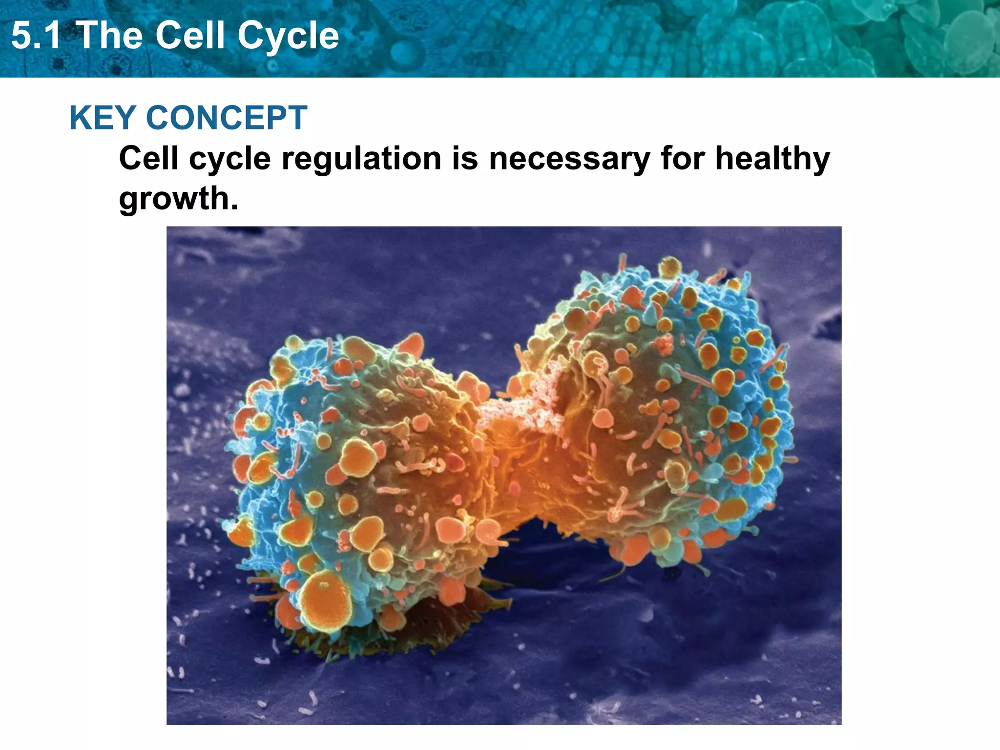 5.1 The Cell Cycle

   KEY CONCEPT
     Cell cycle regulation is necessary for healthy
     growth.
 