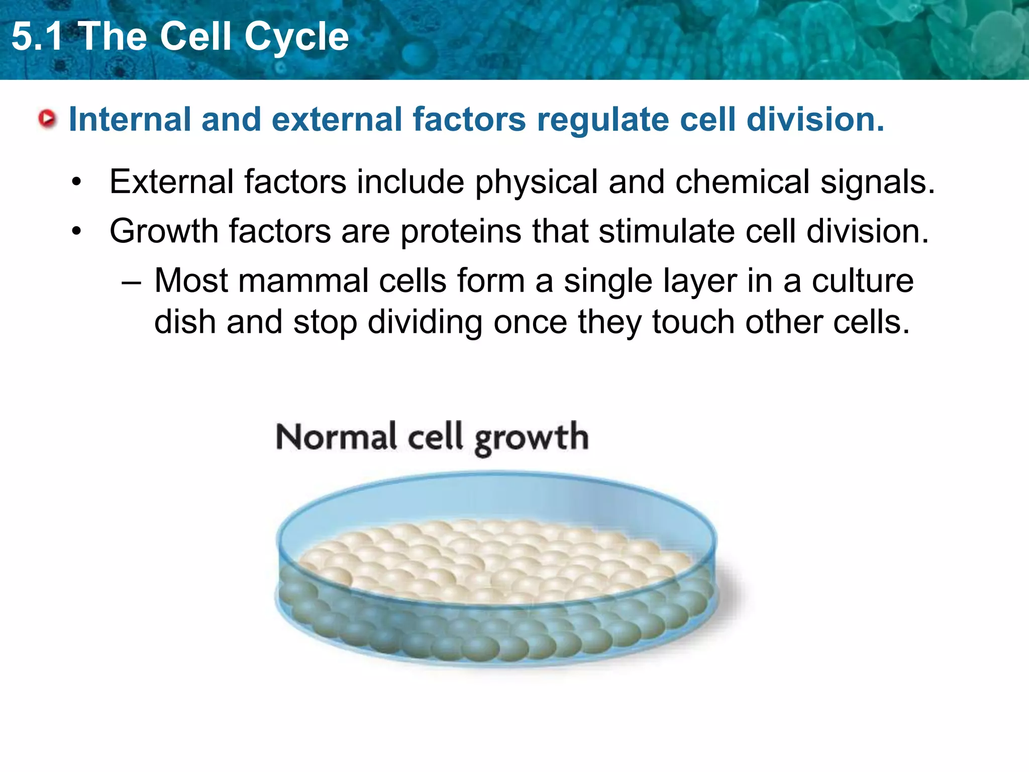 5.1 The Cell Cycle

   Internal and external factors regulate cell division.
   • External factors include physical and chemical signals.
   • Growth factors are proteins that stimulate cell division.
      – Most mammal cells form a single layer in a culture
        dish and stop dividing once they touch other cells.
 