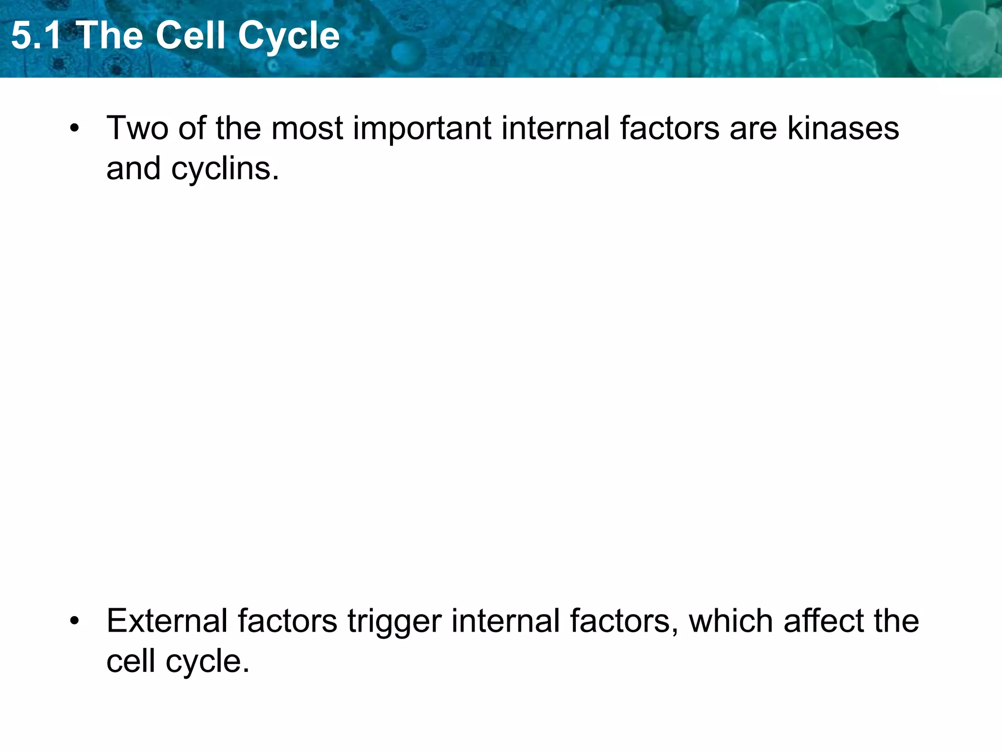 5.1 The Cell Cycle

   • Two of the most important internal factors are kinases
     and cyclins.




   • External factors trigger internal factors, which affect the
     cell cycle.
 