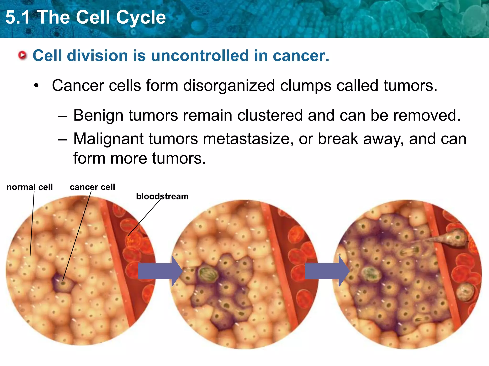 5.1 The Cell Cycle
      Cell division is uncontrolled in cancer.
      • Cancer cells form disorganized clumps called tumors.
              – Benign tumors remain clustered and can be removed.
              – Malignant tumors metastasize, or break away, and can
                form more tumors.
normal cell    cancer cell
                             bloodstream
 