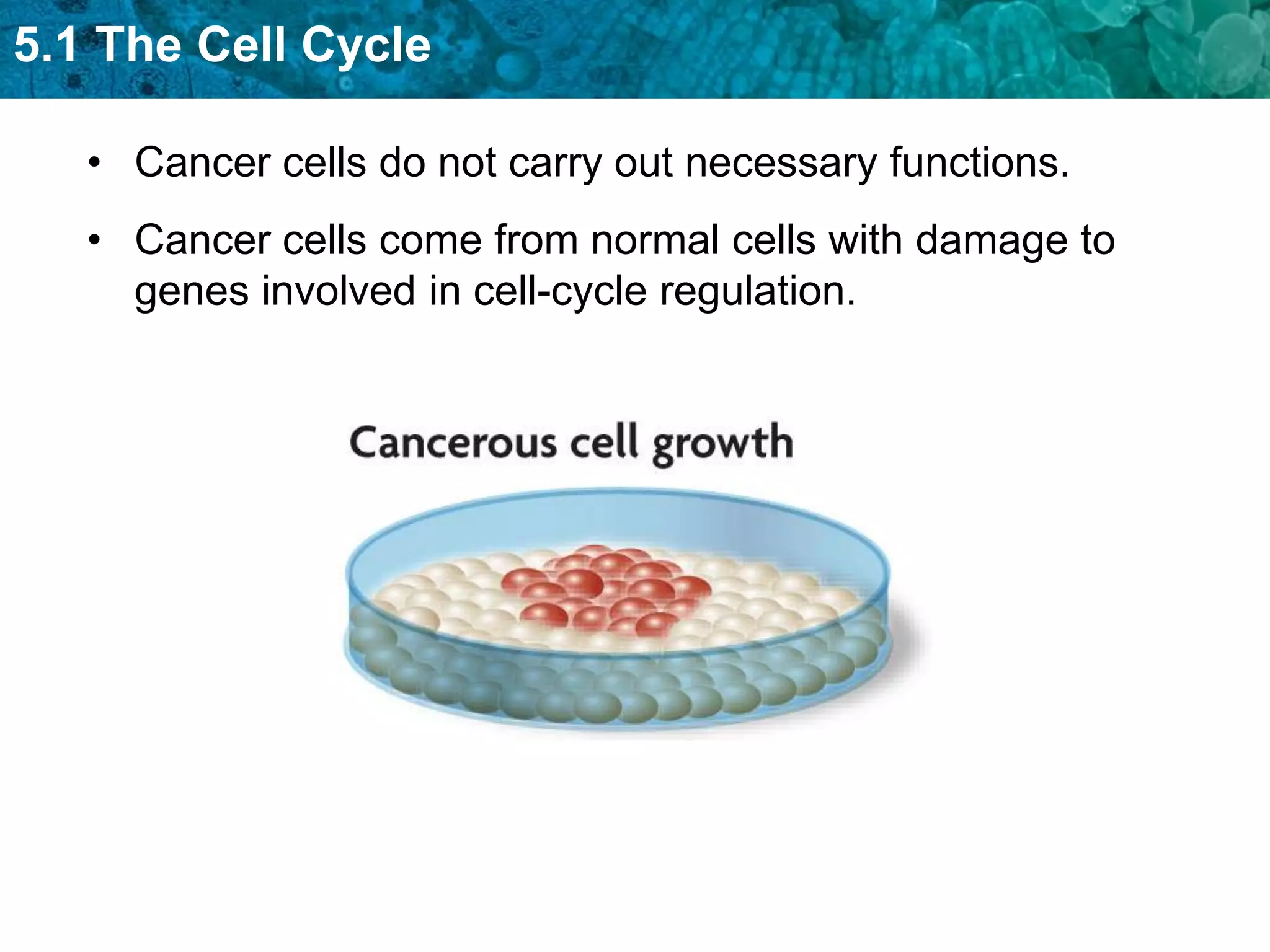 5.1 The Cell Cycle

   • Cancer cells do not carry out necessary functions.
   • Cancer cells come from normal cells with damage to
     genes involved in cell-cycle regulation.
 