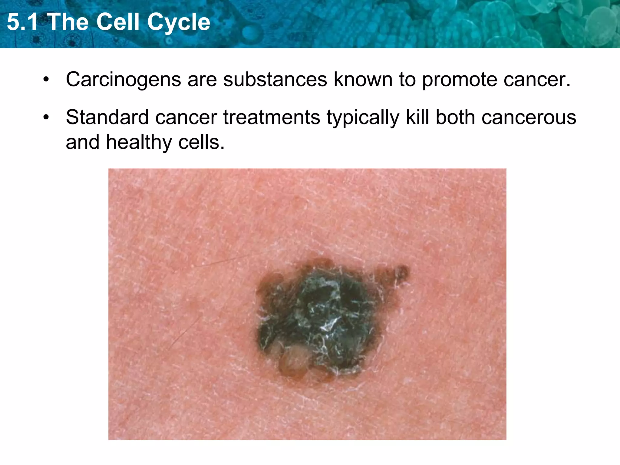 5.1 The Cell Cycle

   • Carcinogens are substances known to promote cancer.
   • Standard cancer treatments typically kill both cancerous
     and healthy cells.
 