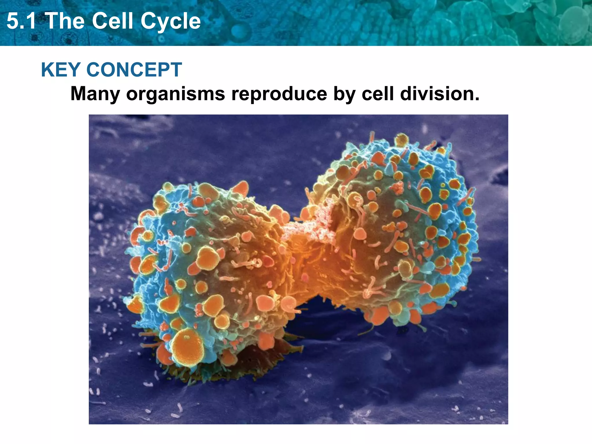 5.1 The Cell Cycle

   KEY CONCEPT
     Many organisms reproduce by cell division.
 