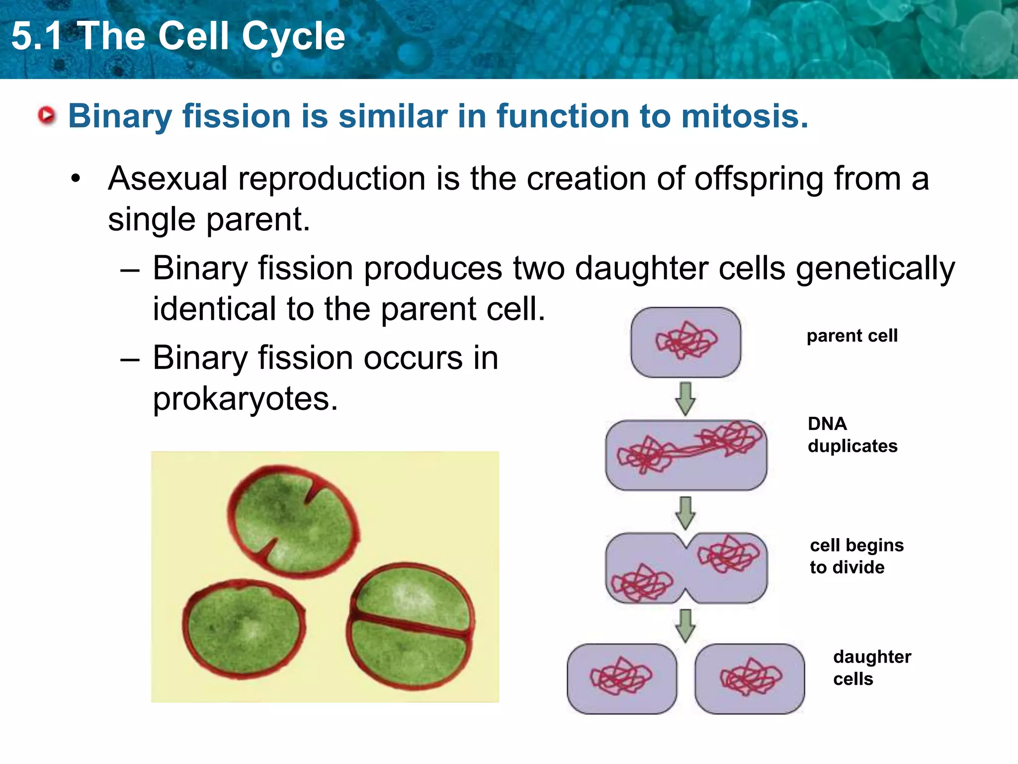 5.1 The Cell Cycle
   Binary fission is similar in function to mitosis.
   • Asexual reproduction is the creation of offspring from a
     single parent.
      – Binary fission produces two daughter cells genetically
        identical to the parent cell.
                                                     parent cell
      – Binary fission occurs in
        prokaryotes.
                                                     DNA
                                                     duplicates




                                                       cell begins
                                                       to divide



                                                         daughter
                                                         cells
 