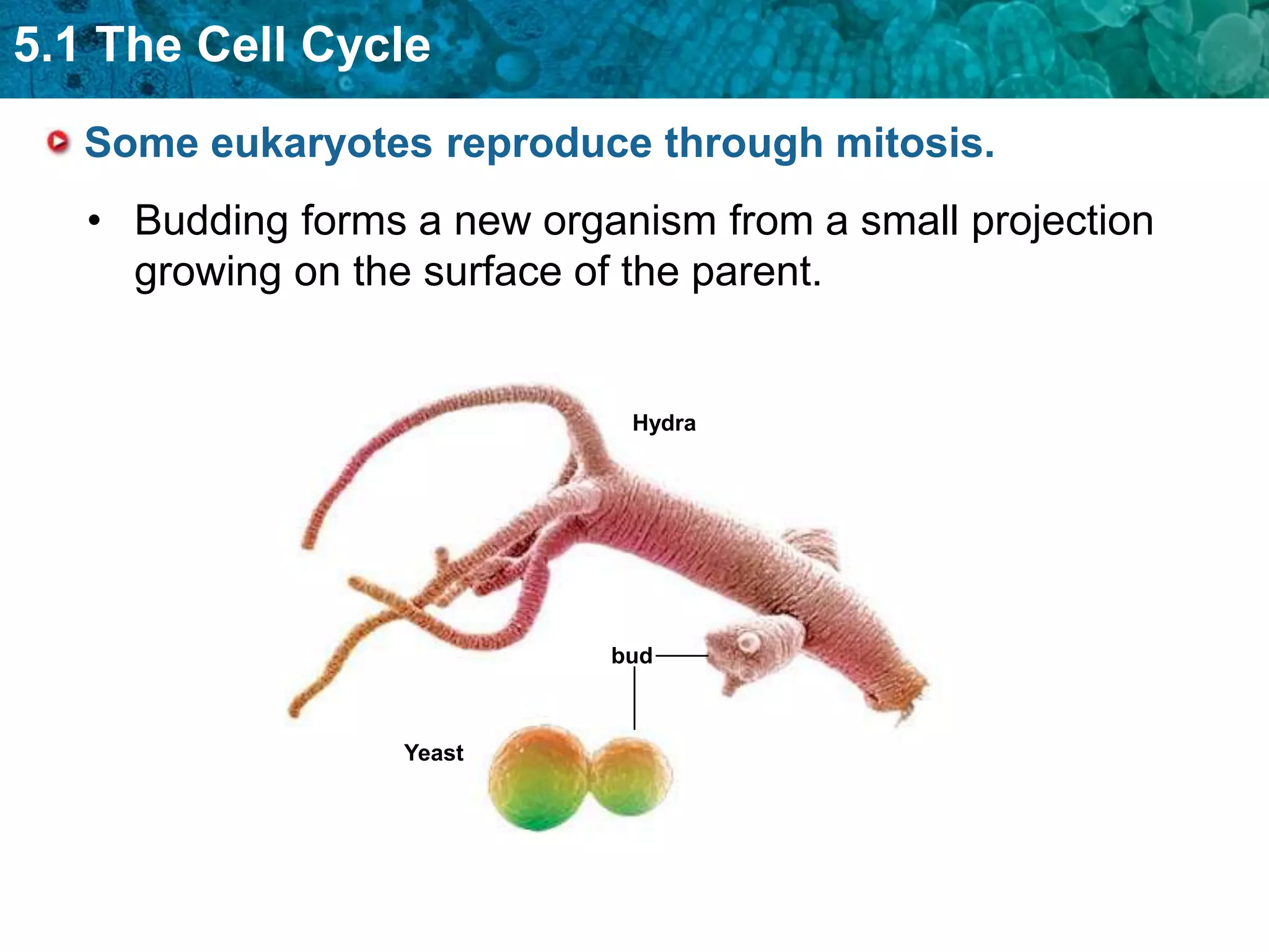 5.1 The Cell Cycle
   Some eukaryotes reproduce through mitosis.
   • Budding forms a new organism from a small projection
     growing on the surface of the parent.


                              Hydra




                             bud



                   Yeast
 