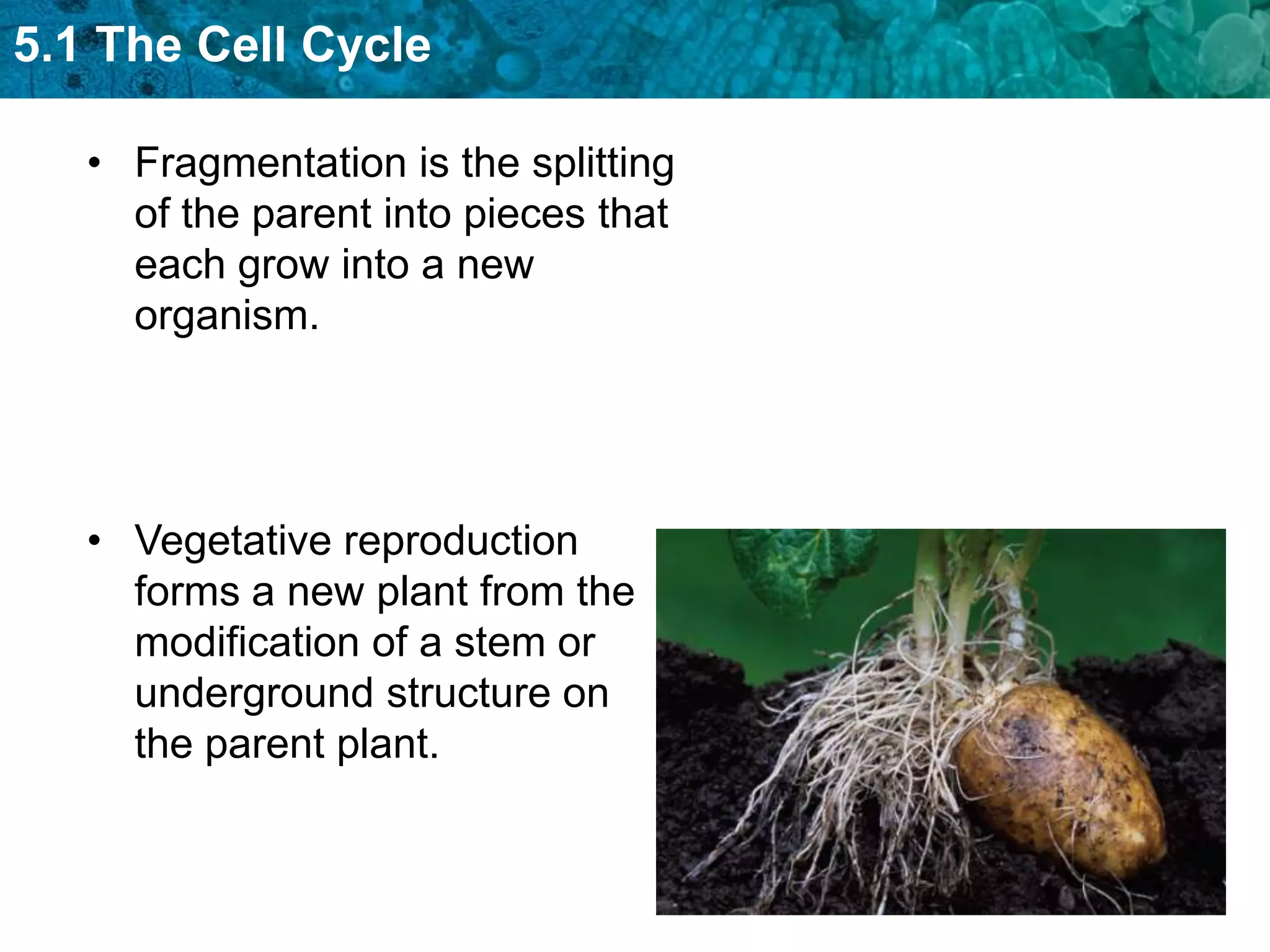 5.1 The Cell Cycle

   • Fragmentation is the splitting
     of the parent into pieces that
     each grow into a new
     organism.




   • Vegetative reproduction
     forms a new plant from the
     modification of a stem or
     underground structure on
     the parent plant.
 