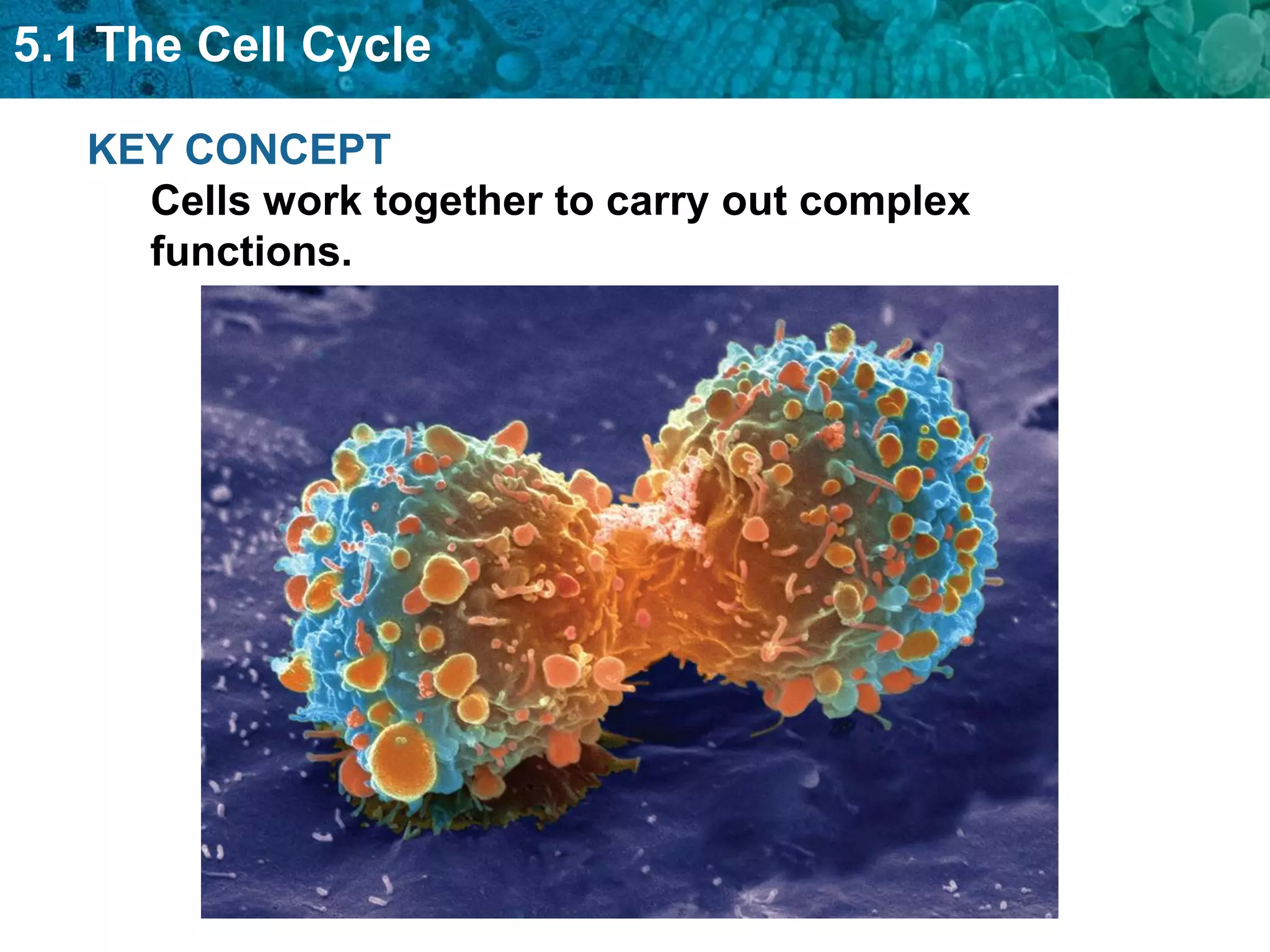 5.1 The Cell Cycle

   KEY CONCEPT
     Cells work together to carry out complex
     functions.
 
