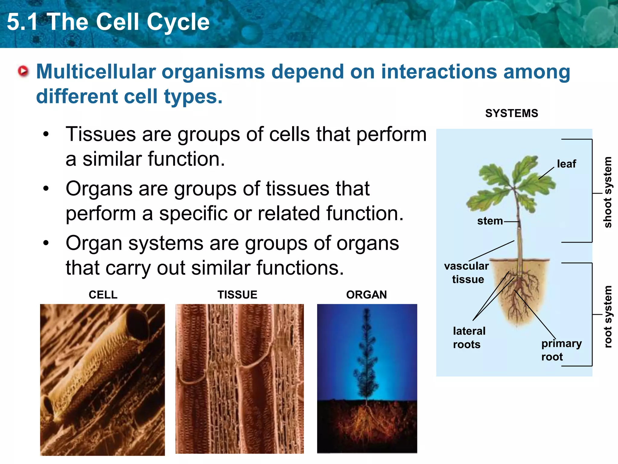 5.1 The Cell Cycle

  Multicellular organisms depend on interactions among
  different cell types.
                                                       SYSTEMS

   • Tissues are groups of cells that perform
     a similar function.




                                                                           shoot system
                                                                   leaf

   • Organs are groups of tissues that
     perform a specific or related function.          stem

   • Organ systems are groups of organs
     that carry out similar functions.          vascular
                                                 tissue




                                                                           root system
        CELL          TISSUE        ORGAN


                                                 lateral
                                                 roots           primary
                                                                 root
 