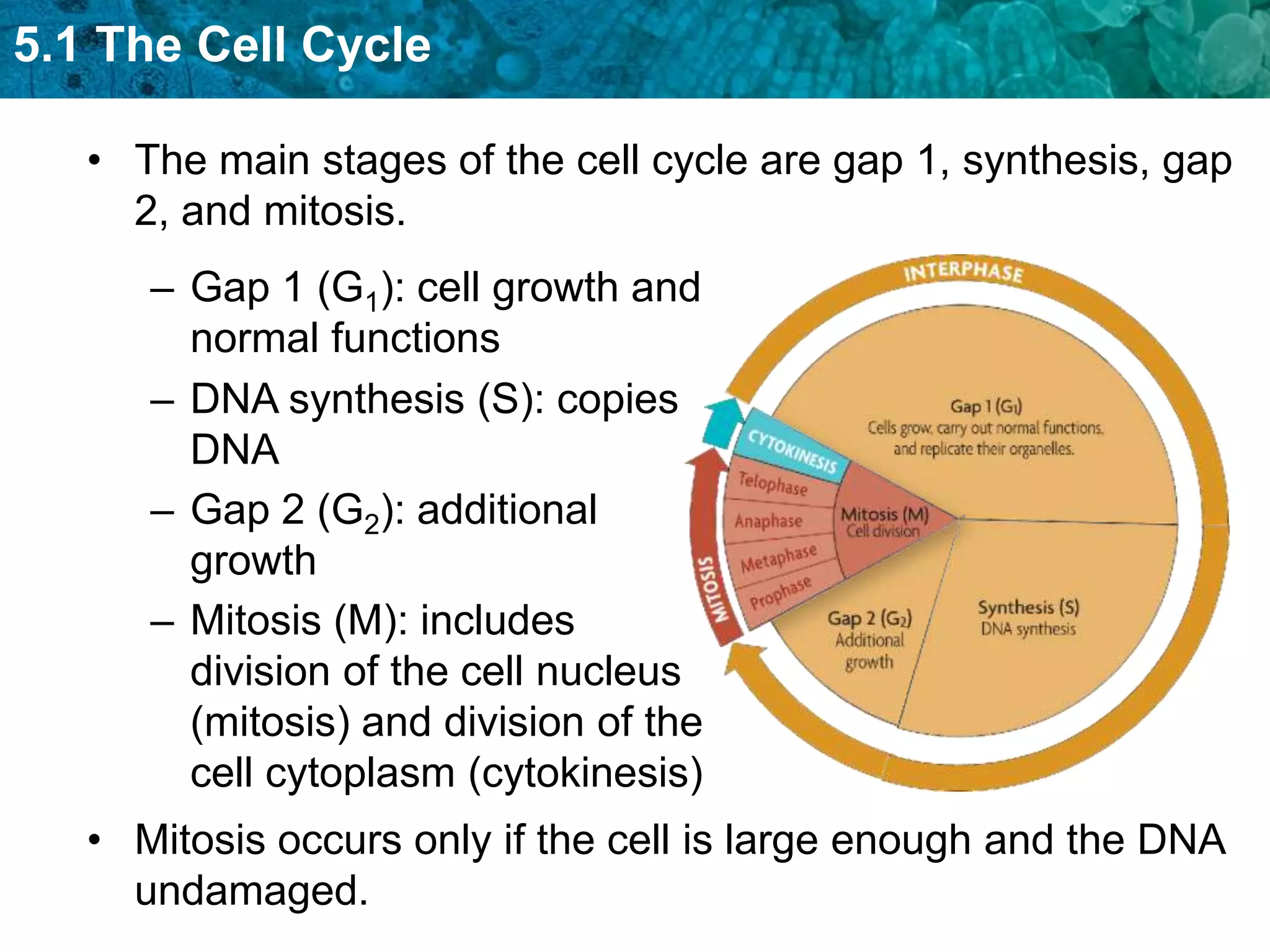 5.1 The Cell Cycle

   • The main stages of the cell cycle are gap 1, synthesis, gap
     2, and mitosis.
      – Gap 1 (G1): cell growth and
        normal functions
      – DNA synthesis (S): copies
        DNA
      – Gap 2 (G2): additional
        growth
      – Mitosis (M): includes
        division of the cell nucleus
        (mitosis) and division of the
        cell cytoplasm (cytokinesis)
   • Mitosis occurs only if the cell is large enough and the DNA
     undamaged.
 