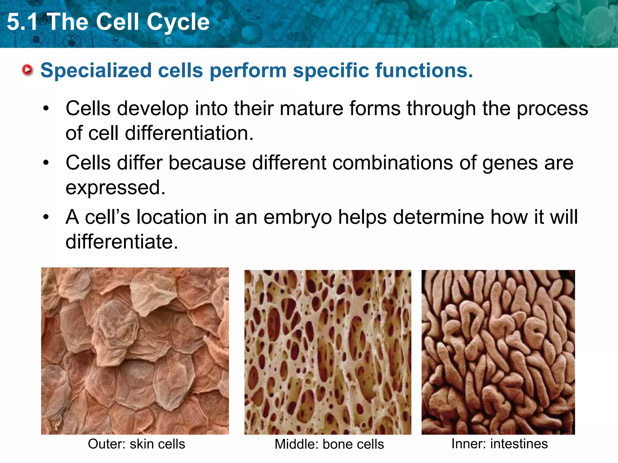5.1 The Cell Cycle
  Specialized cells perform specific functions.
   • Cells develop into their mature forms through the process
     of cell differentiation.
   • Cells differ because different combinations of genes are
     expressed.
   • A cell’s location in an embryo helps determine how it will
     differentiate.




       Outer: skin cells    Middle: bone cells   Inner: intestines
 