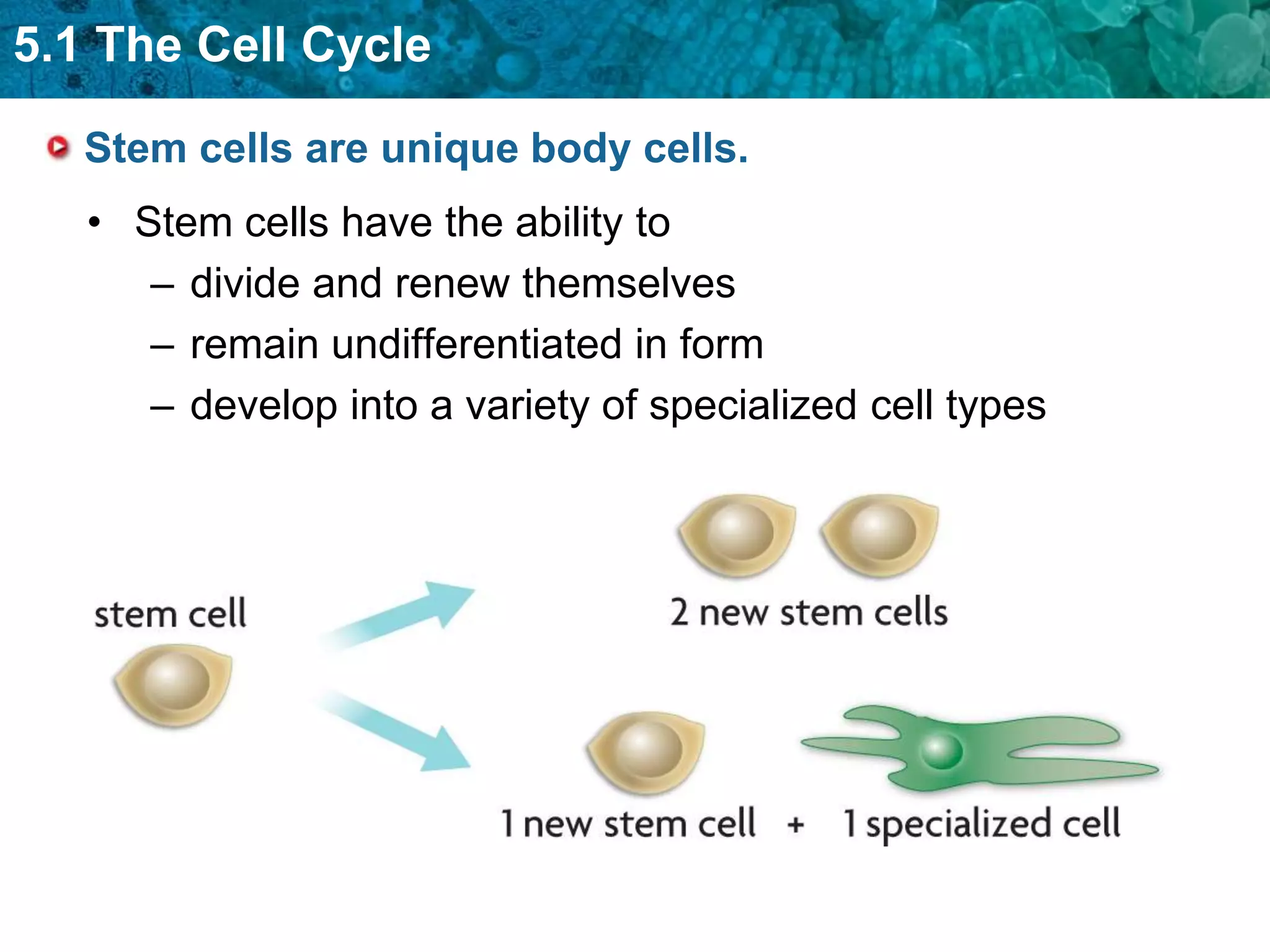 5.1 The Cell Cycle

   Stem cells are unique body cells.
   • Stem cells have the ability to
      – divide and renew themselves
      – remain undifferentiated in form
      – develop into a variety of specialized cell types
 