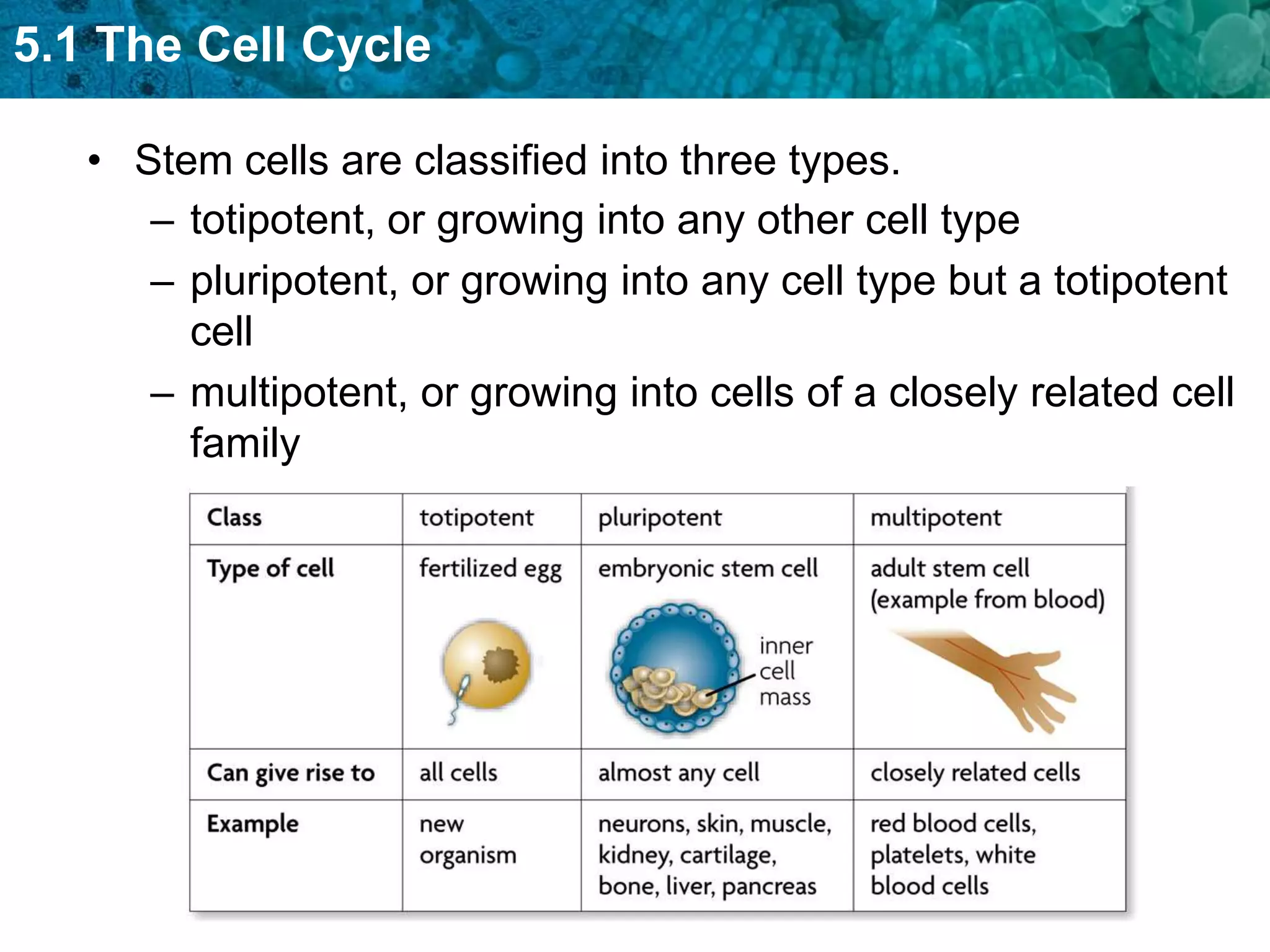 5.1 The Cell Cycle

   • Stem cells are classified into three types.
      – totipotent, or growing into any other cell type
      – pluripotent, or growing into any cell type but a totipotent
        cell
      – multipotent, or growing into cells of a closely related cell
        family
 