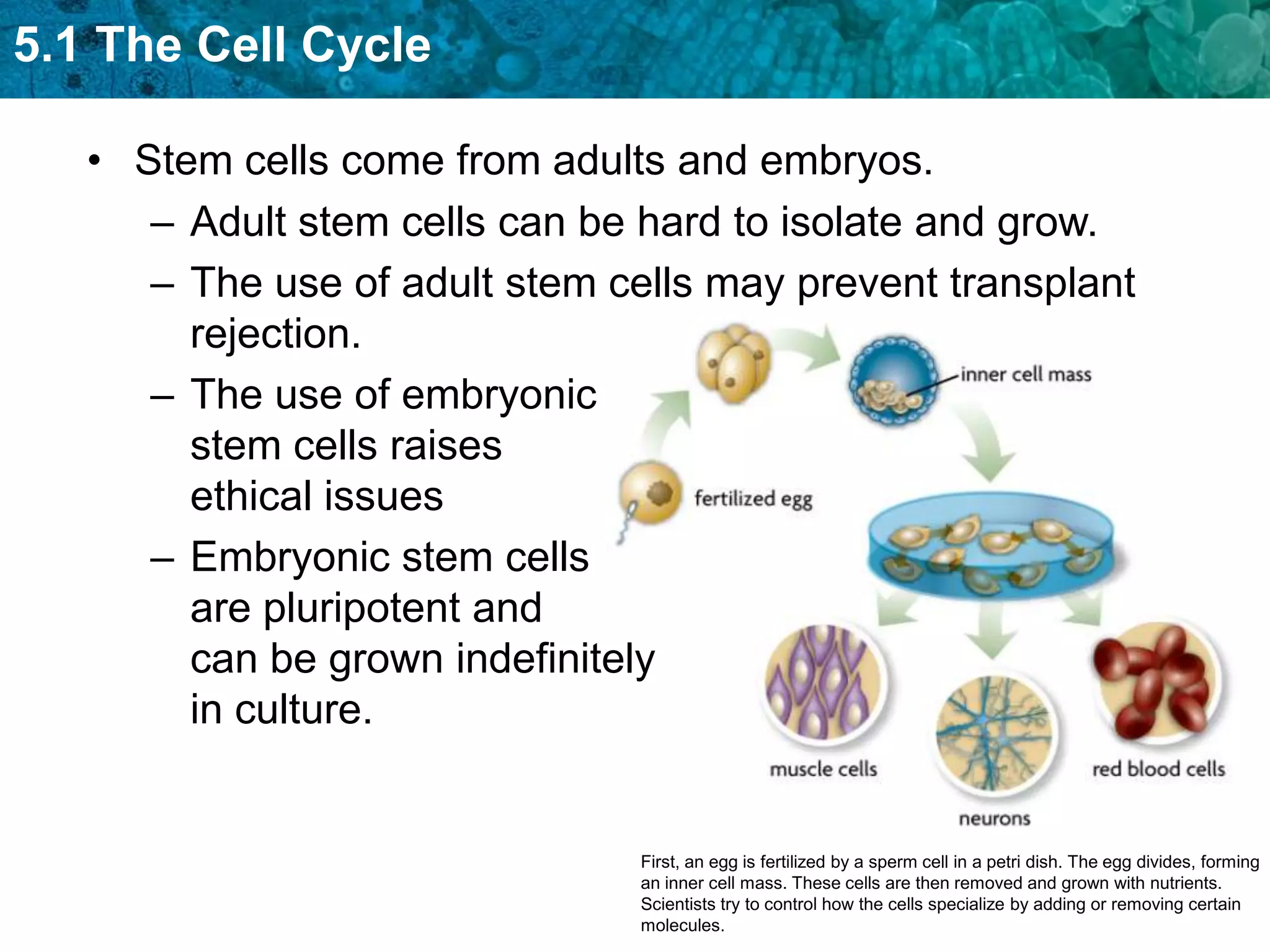 5.1 The Cell Cycle

   • Stem cells come from adults and embryos.
      – Adult stem cells can be hard to isolate and grow.
      – The use of adult stem cells may prevent transplant
        rejection.
      – The use of embryonic
        stem cells raises
        ethical issues
      – Embryonic stem cells
        are pluripotent and
        can be grown indefinitely
        in culture.


                                First, an egg is fertilized by a sperm cell in a petri dish. The egg divides, forming
                                an inner cell mass. These cells are then removed and grown with nutrients.
                                Scientists try to control how the cells specialize by adding or removing certain
                                molecules.
 