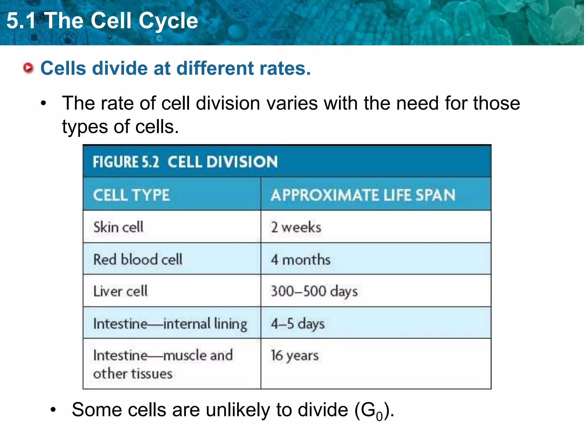 5.1 The Cell Cycle

   Cells divide at different rates.
   • The rate of cell division varies with the need for those
     types of cells.




    • Some cells are unlikely to divide (G0).
 