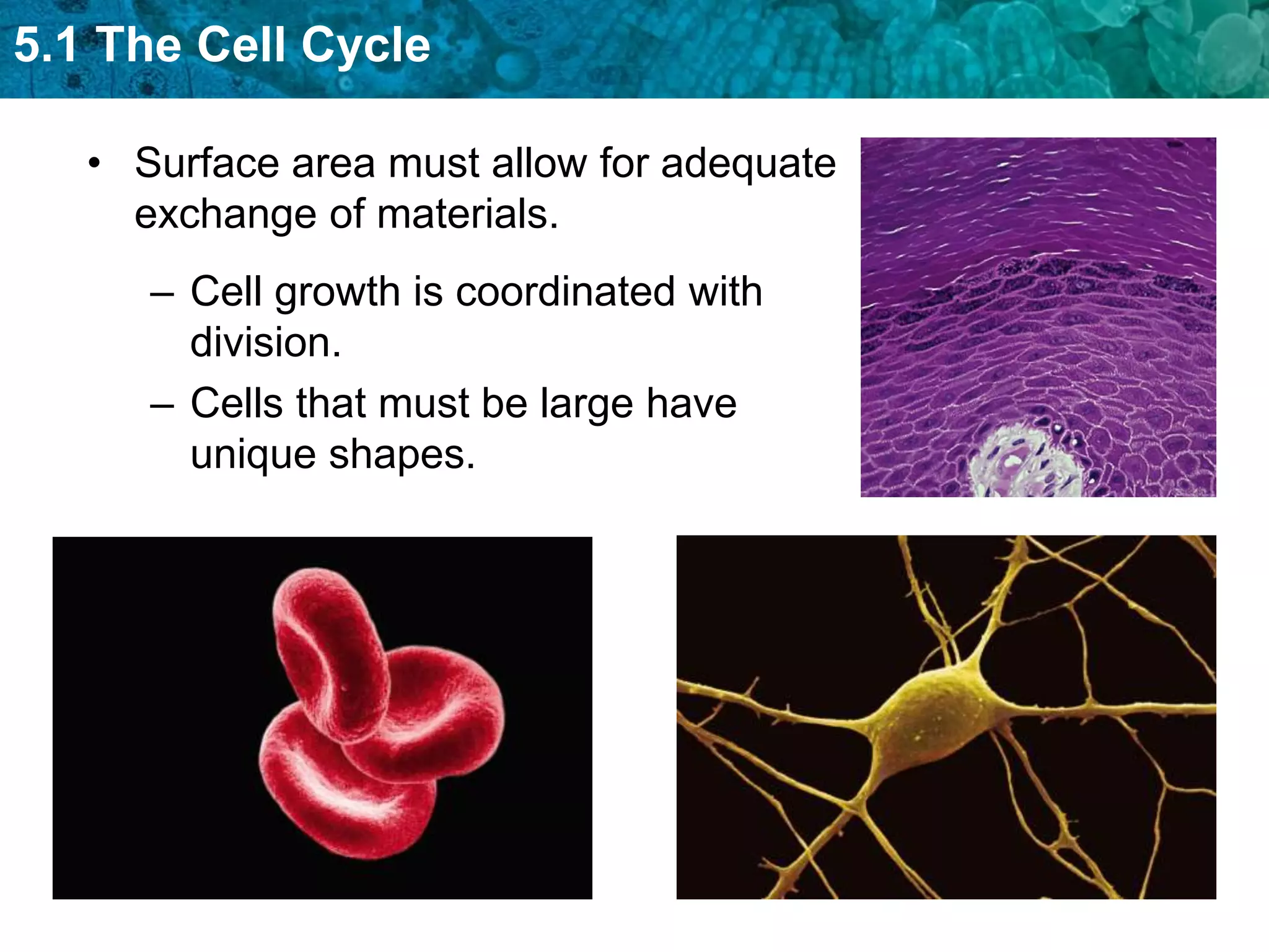 5.1 The Cell Cycle

   • Surface area must allow for adequate
     exchange of materials.
      – Cell growth is coordinated with
        division.
      – Cells that must be large have
        unique shapes.
 