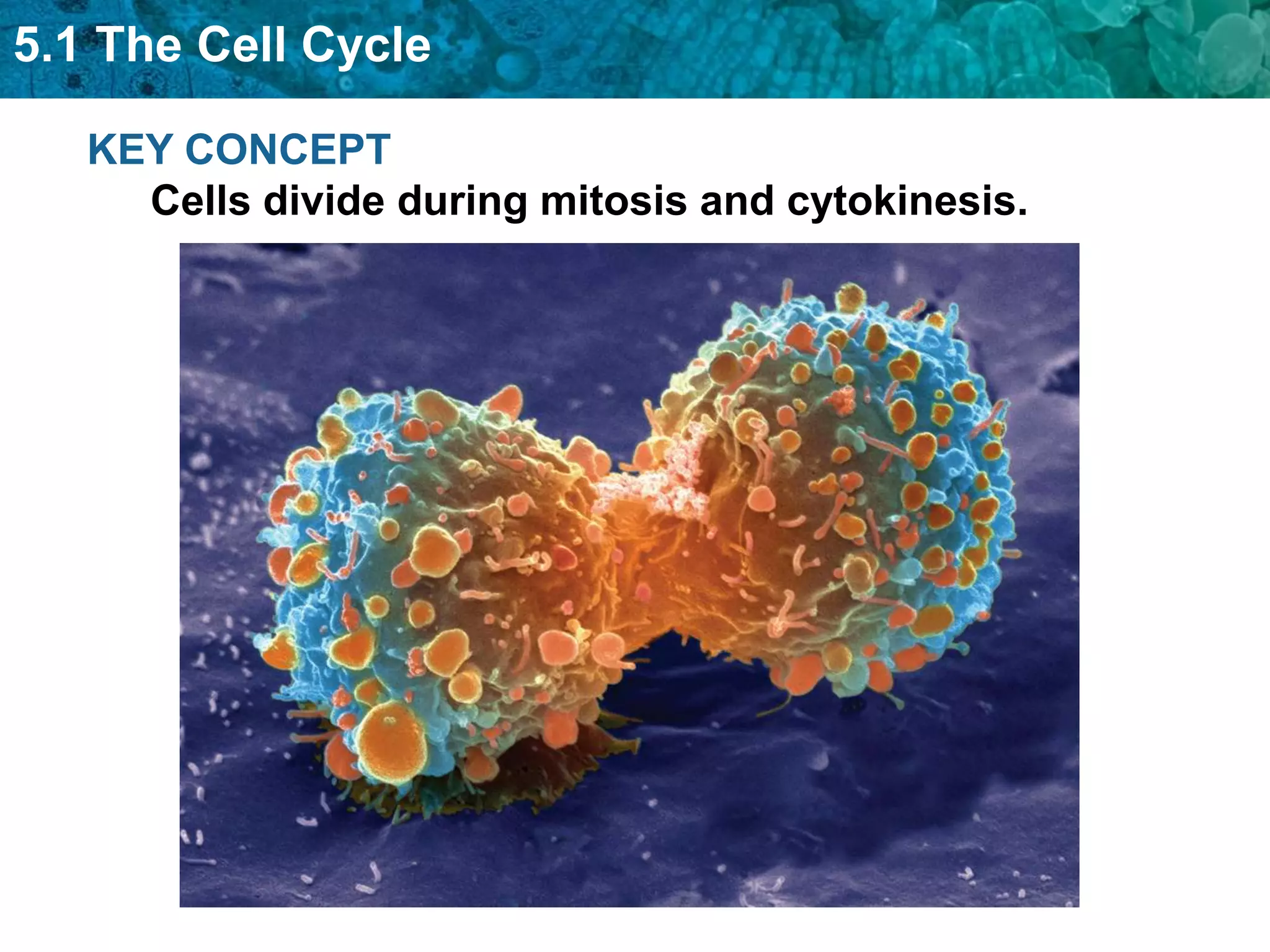 5.1 The Cell Cycle

   KEY CONCEPT
     Cells divide during mitosis and cytokinesis.
 