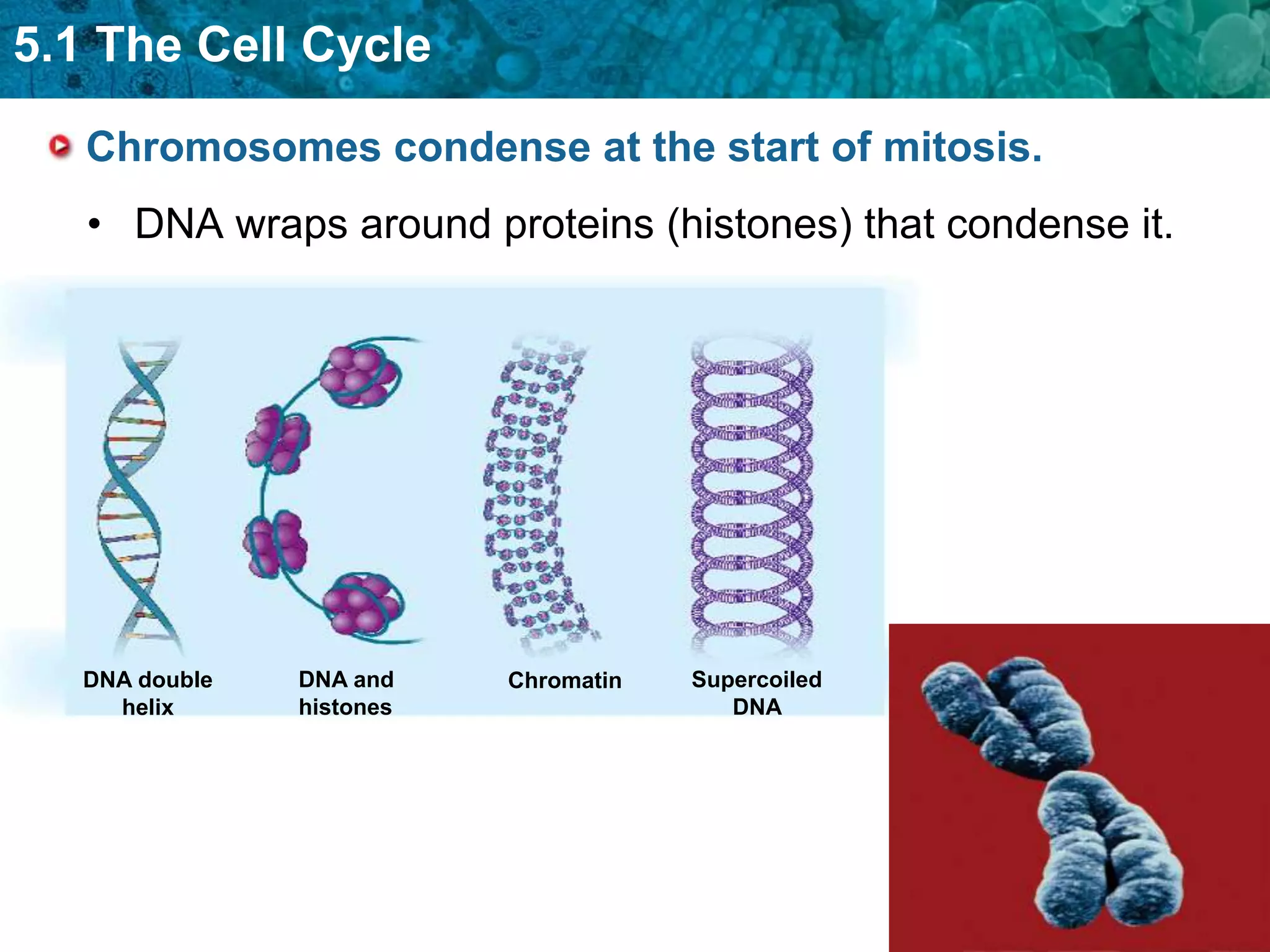 5.1 The Cell Cycle

   Chromosomes condense at the start of mitosis.
   • DNA wraps around proteins (histones) that condense it.




   DNA double   DNA and    Chromatin   Supercoiled
     helix      histones                  DNA
 