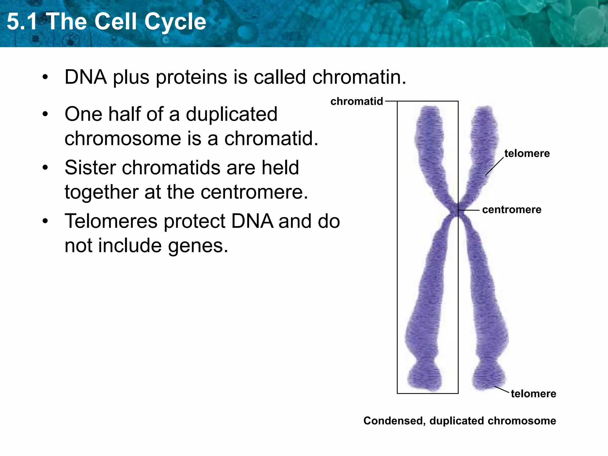 5.1 The Cell Cycle

   • DNA plus proteins is called chromatin.
                                  chromatid
   • One half of a duplicated
     chromosome is a chromatid.
                                                              telomere
   • Sister chromatids are held
     together at the centromere.
                                                          centromere
   • Telomeres protect DNA and do
     not include genes.




                                                               telomere

                                       Condensed, duplicated chromosome
 