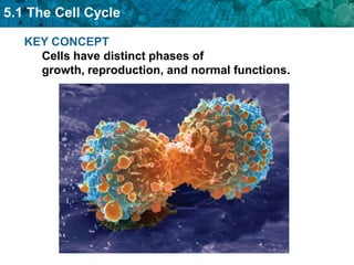 5.1 The Cell Cycle

   KEY CONCEPT
     Cells have distinct phases of
     growth, reproduction, and normal functions.
 
