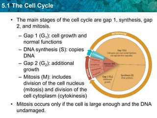 Unit 5 The Cell Cycle And Mitosis | PPTX