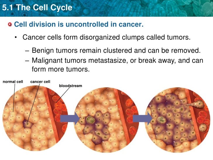 unit 5 the cell cycle and mitosis how do cells form