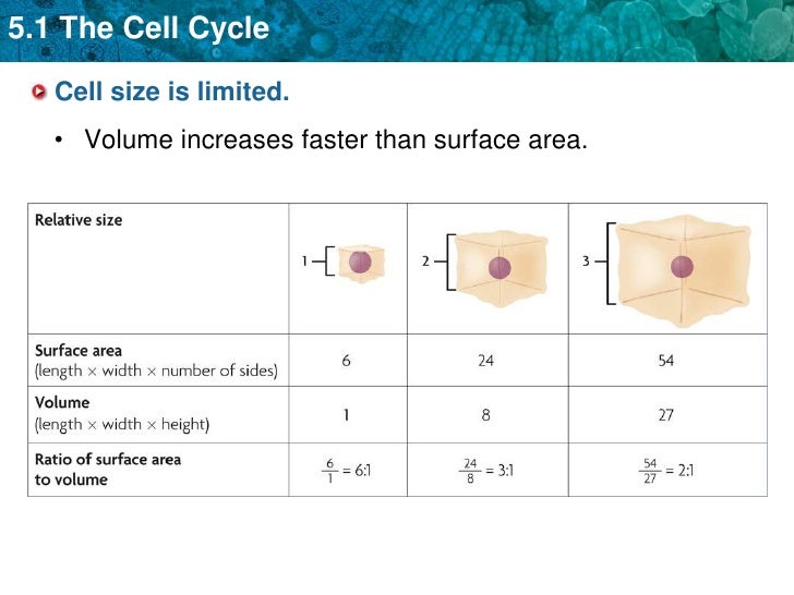 unit 5 the cell cycle and mitosis cell size is limited by