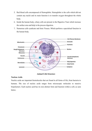 5. Red blood cells encompassed of Hemoglobin. Hemoglobin is the cells which did not
contain any nuclei and its main function is to transfer oxygen throughout the whole
body.
6. Inside the human body, ciliary cells are present in the Digestive Tract which increase
the surface area and help in the process digestion.
7. Numerous cells syndicate and form Tissues. Which perform a specialised function in
the human body.
Animal Cells Structure
Nucleus Acids
Nucleic acids are important biomolecules that are found in all forms of life, from bacteria to
humans. The size of nucleic acids ranges from microscopic molecules to massive
biopolymers. Each nucleic acid has its own distinct form and function within a cell, as seen
below.
 