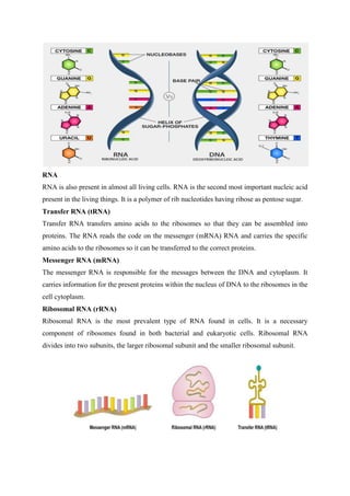 RNA
RNA is also present in almost all living cells. RNA is the second most important nucleic acid
present in the living things. It is a polymer of rib nucleotides having ribose as pentose sugar.
Transfer RNA (tRNA)
Transfer RNA transfers amino acids to the ribosomes so that they can be assembled into
proteins. The RNA reads the code on the messenger (mRNA) RNA and carries the specific
amino acids to the ribosomes so it can be transferred to the correct proteins.
Messenger RNA (mRNA)
The messenger RNA is responsible for the messages between the DNA and cytoplasm. It
carries information for the present proteins within the nucleus of DNA to the ribosomes in the
cell cytoplasm.
Ribosomal RNA (rRNA)
Ribosomal RNA is the most prevalent type of RNA found in cells. It is a necessary
component of ribosomes found in both bacterial and eukaryotic cells. Ribosomal RNA
divides into two subunits, the larger ribosomal subunit and the smaller ribosomal subunit.
 