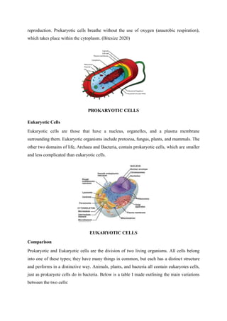 reproduction. Prokaryotic cells breathe without the use of oxygen (anaerobic respiration),
which takes place within the cytoplasm. (Bitesize 2020)
PROKARYOTIC CELLS
Eukaryotic Cells
Eukaryotic cells are those that have a nucleus, organelles, and a plasma membrane
surrounding them. Eukaryotic organisms include protozoa, fungus, plants, and mammals. The
other two domains of life, Archaea and Bacteria, contain prokaryotic cells, which are smaller
and less complicated than eukaryotic cells.
EUKARYOTIC CELLS
Comparison
Prokaryotic and Eukaryotic cells are the division of two living organisms. All cells belong
into one of these types; they have many things in common, but each has a distinct structure
and performs in a distinctive way. Animals, plants, and bacteria all contain eukaryotes cells,
just as prokaryote cells do in bacteria. Below is a table I made outlining the main variations
between the two cells:
 