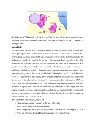 Golgi-derived COPI-coated vesicles are involved in several vesicular transport steps,
including bidirectional transport within the Golgi and recycling to the ER. (Company of
Biologists 2020)
Animal Cells
Eukaryotic cells, or cells with a membrane-bound nucleus, are animal cells. Animal cells,
unlike prokaryotic cells, contain DNA within the nucleus. Animal cells, in addition to a
nucleus, have additional membrane-bound organelles, or microscopic cellular structures, that
perform specialized roles required for normal cellular activity. Each organelle in the cell is
responsible for a distinct function. Not all organelles are found in all animal cells. Cell
growth is caused by the metabolism process, which is divided into two parts: catabolism and
anabolism. Catabolism begins by breaking down complex molecules into smaller ones,
generating energy that is then stored as Adenosine Triphosphate, or ATP. Catabolism then
boosts ATP concentration by breaking down nutrients and food; cell compounds synthesized
for this activity include proteins, lipids, carbohydrates, and nucleic acids such as DNA and
RNA. Using the energy provided by ATP, the anabolism process converts simpler molecules
into more complex ones. The smaller molecules are combined to form larger and more
diverse molecules known as macromolecules. Anabolisms use macromolecules to create cells
and aid in the formation of new cells, which are required for growth, organ development, and
tissue formation. (BBC Bite size, 2020)
Here are the few functions of Animal Cell:
1. These cells control the processes in the body efficiently.
2. Cells control synthesis and storage of energy.
3. Cells also perform and control the Replication, Translation, and transcription of DNA.
4. Cells are extremely dedicated to carrying out precise responsibilities.
 