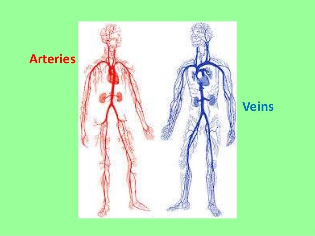 Unit 5: Circulatory system