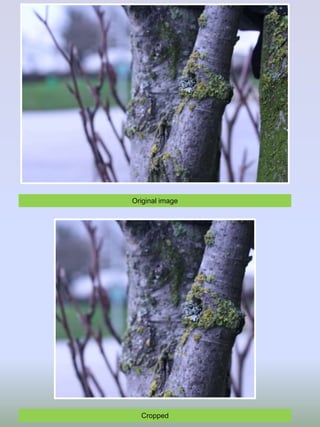 Original image
Cropped
 