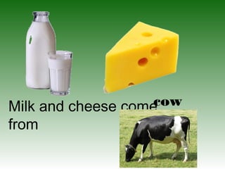 cow
Milk and cheese come
s
from